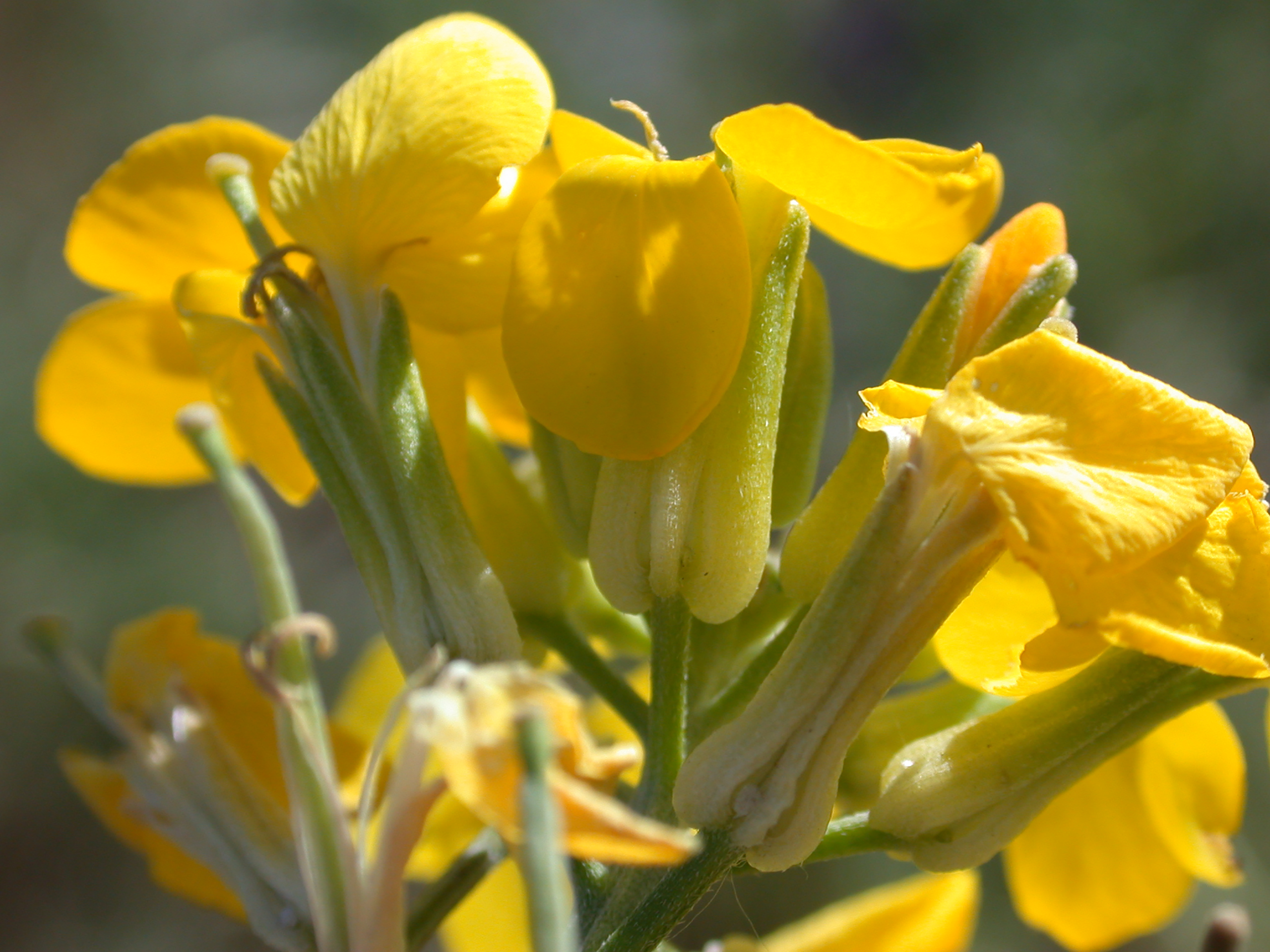 Contra Costa wallflower closeup FWS.gov